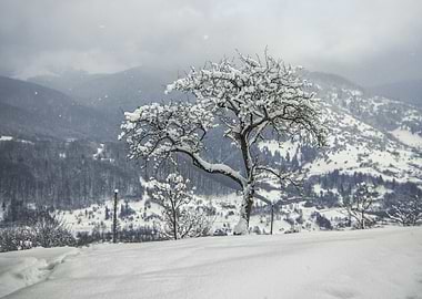 Karpathian snowy winter