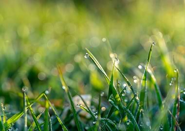 Dew Drops