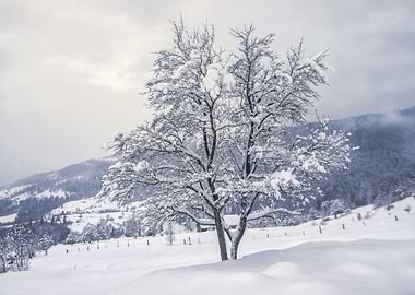 Karpathian rural winter