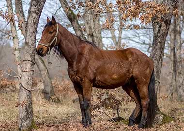 Horse in the forest