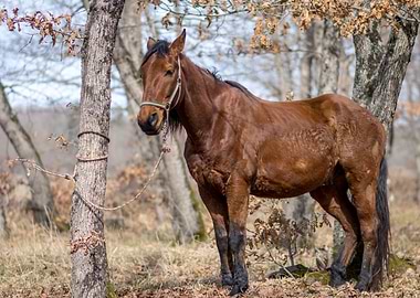 Brown Horse