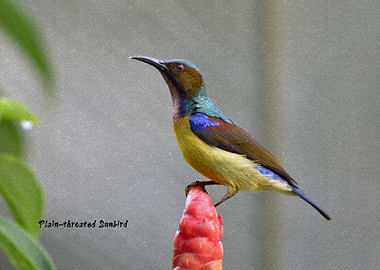 Plain throated Sunbird