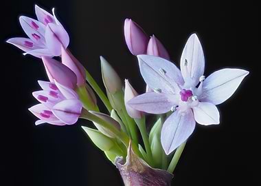 Tiny Purple Wildflower