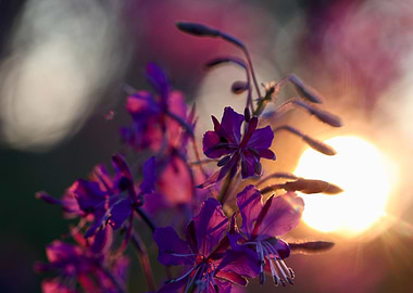 Fireweed
