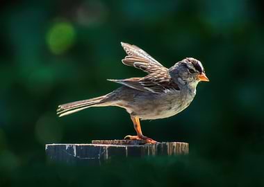 White Crowned Sparrow
