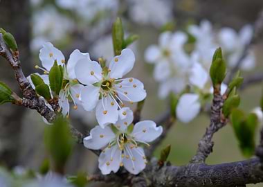 The awakening of the tree
