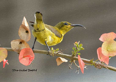 Olive backed Sunbird f