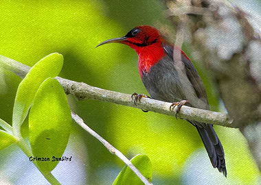 Crimson Sunbird 2