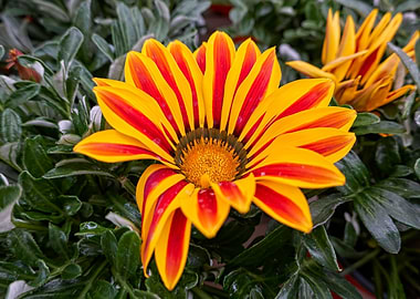 garzania flower in bloom