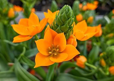 Ornithogalum flower
