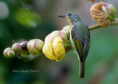 Ruby Cheeked Sunbird f