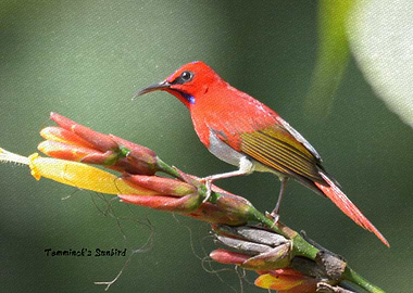 Temmincks Sunbird