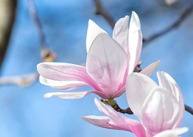 magnolia flower on tree