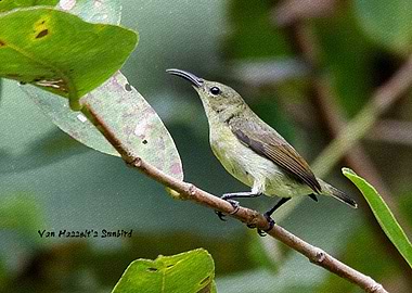 Van Hasselts Sunbird f