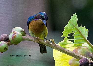 Ruby Cheeked Sunbird