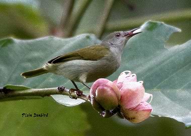 Plain Sunbird f