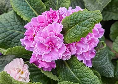 colorful primroses