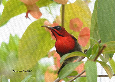 Crimson Sunbird