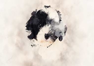 Bernedoodle Classic Sepia