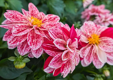 pink dahlia in the garden