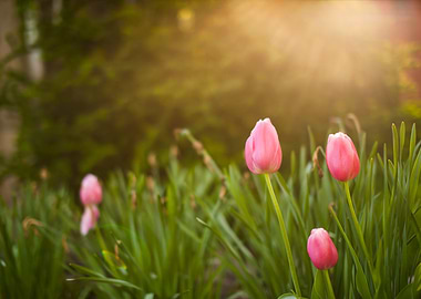 Bokeh Tulip