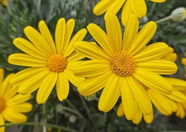 yellow daisy in bloom