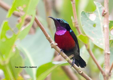 Van Hasselts Sunbird