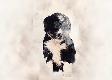 Bernedoodle Classic Sepia