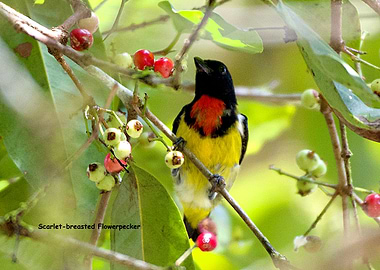 Scarletbreasted Flowerpeck