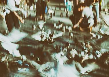 Pigeons in Barcelona