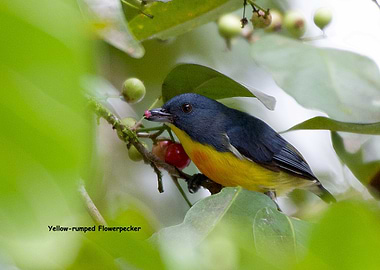Yellow rumped Flowerpecker