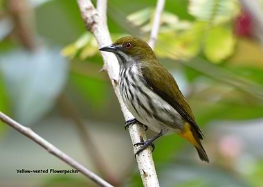 Yellow vented Flowerpecker