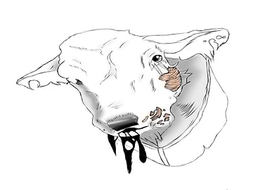 Zombie Cow