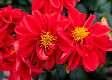 red dahlia in the garden