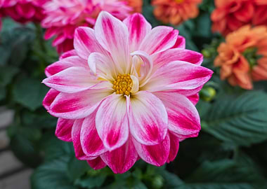 pink dahlia in the garden