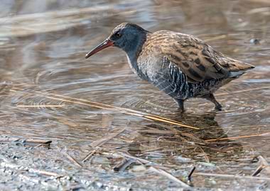 Water Rail bird Rallus