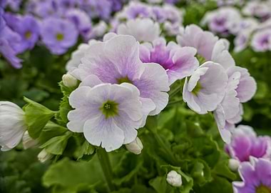 colorful primroses
