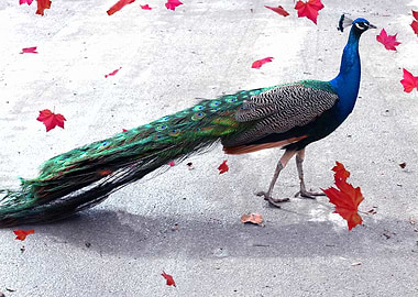 Peacock