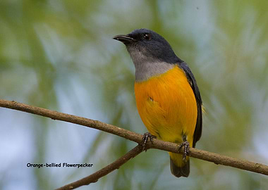 Orangebellied Flowerpecker