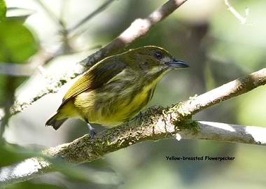 Yellowbreasted Flowerpeckr