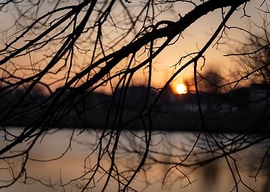 Peeking Through the Branch