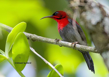 Crimson Sunbird