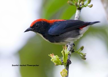 Scarletbacked Flowerpecker