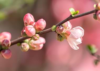 pink flower in the garden