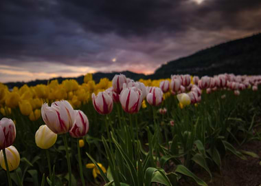 tulips under stormy skies