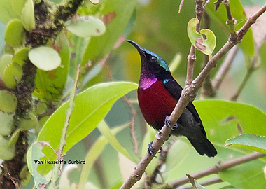 Van Hasselts Sunbird