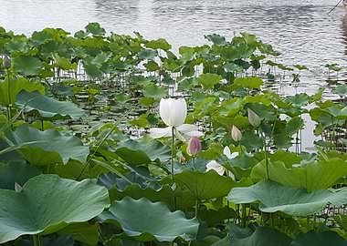 The White Lotus