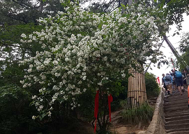The Flowers of Hua Shan