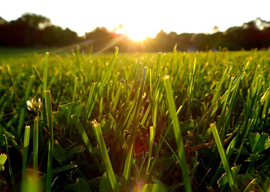 Sunlit Grassland