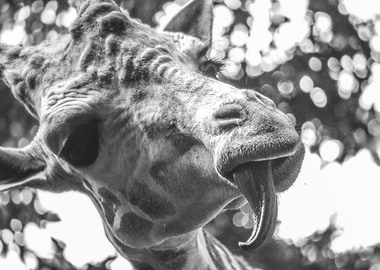 Giraffe Tongue